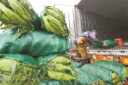 上海蔬菜集团扛起城市“菜篮子”各类蔬菜供应充足