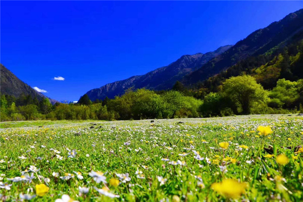 图片默认标题_fororder_2、芳草坪花海-供图-木格措景区