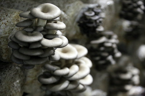 【河南供稿】河南省“蘑菇工厂”引领带动食用菌产业转型升级