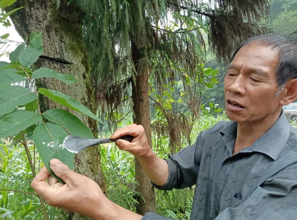 图片默认标题_fororder_半小时后从口子里刮出来的生漆