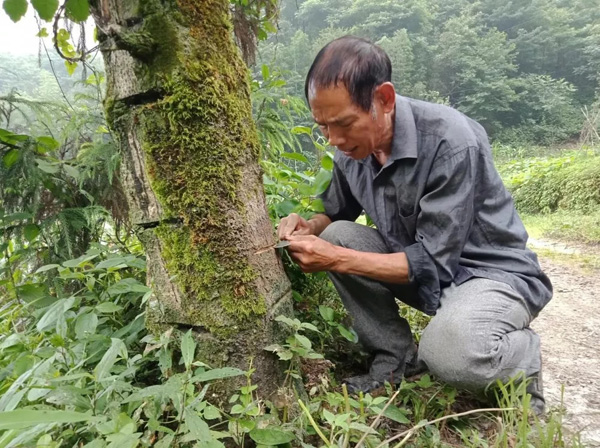 图片默认标题_fororder_漆匠冯世才演示割漆开口子