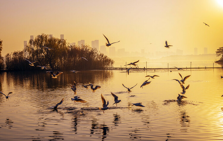 无锡滨湖:览湖光旖旎 赏绝色生香