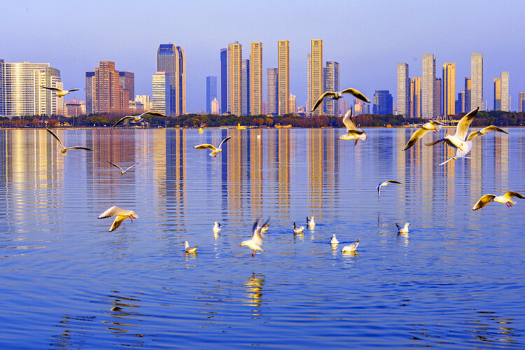 无锡滨湖:览湖光旖旎 赏绝色生香