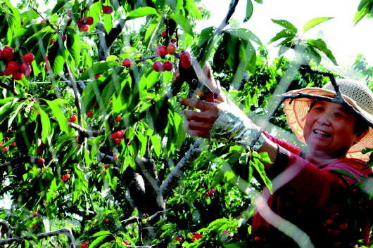 省派临朐县乡村振兴服务队:精准施策 助力打造乡村振兴齐鲁样板