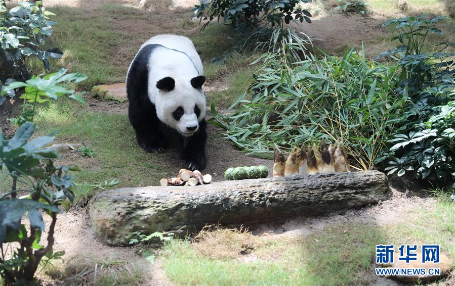香港大熊猫,是否依然安好? 香港大熊猫,是否依然安好?