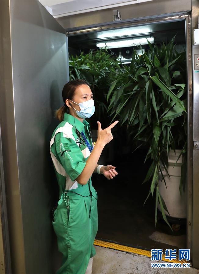 香港大熊猫,是否依然安好? 香港大熊猫,是否依然安好?