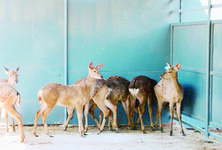 长春市双阳区：送到家门口的“扶贫鹿”