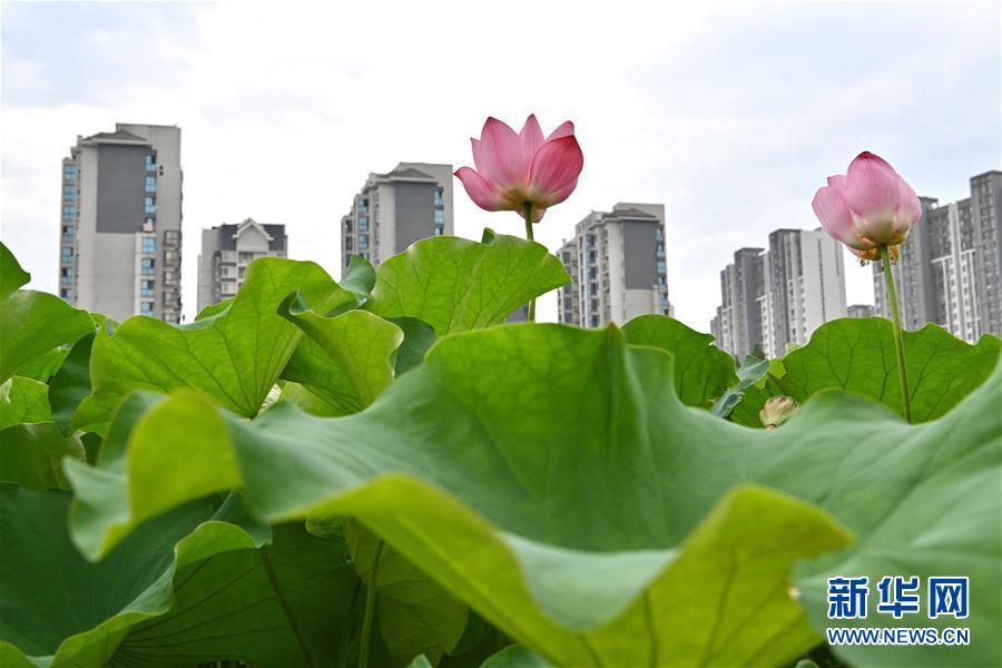 福州：赏荷正当时