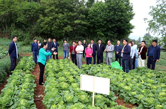 贵州威宁：开展“三白”蔬菜现场观摩及测产活动