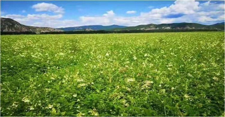 黑龙江省三地喜获第一批全国种植业“三品一标”基地