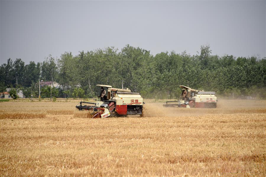 图片默认标题_fororder_20200608Wheat-1