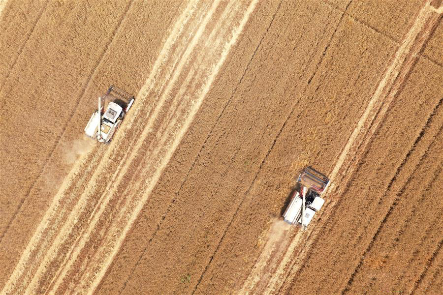 图片默认标题_fororder_20200608Wheat-2