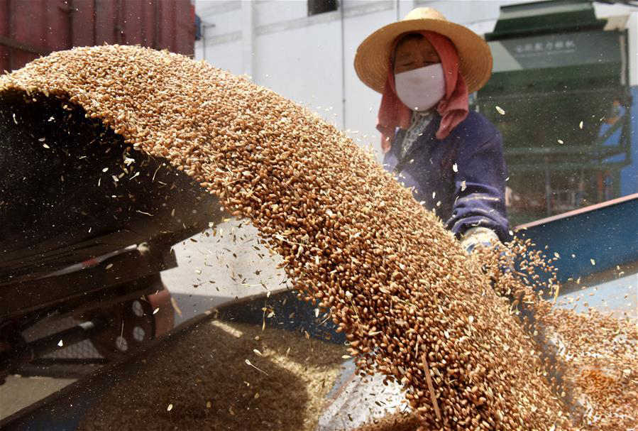 图片默认标题_fororder_20200608Wheat-6