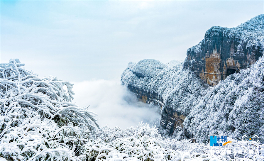 【城市远洋带图】瑞雪开启新年 重庆金佛山变身“南国雪原”