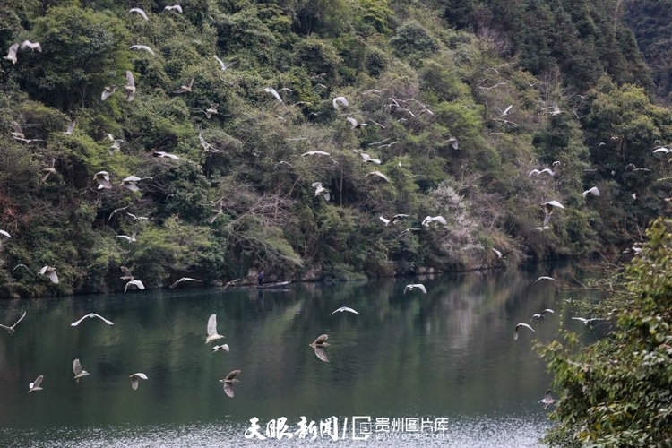 （中首）贵州剑河：候鸟成群来过冬
