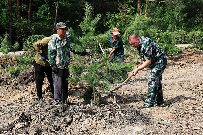03【吉林】【供稿】【CRI看吉林（标题）】吉林省梅河口市启动雨季营造红松果林行动