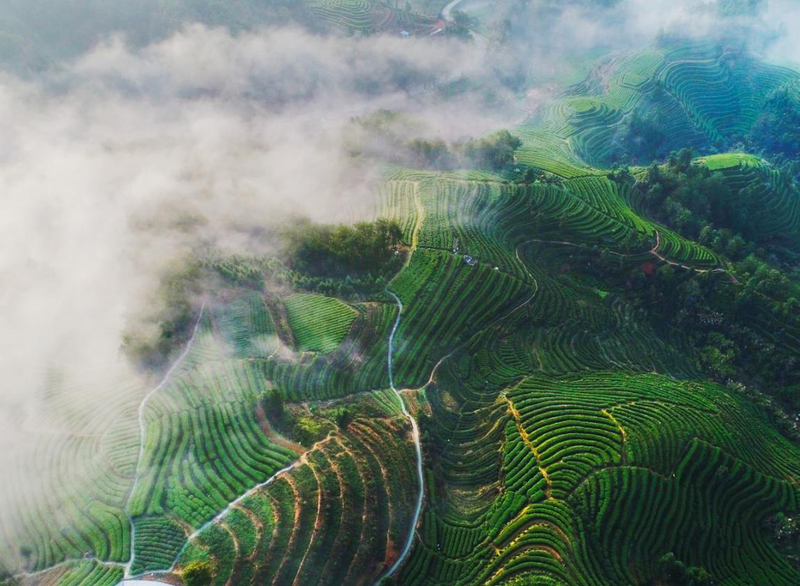 【闽东茶乡专题 县域栏目】【茶业 列表】寿宁高山茶：云生雾养 硒锌呵护