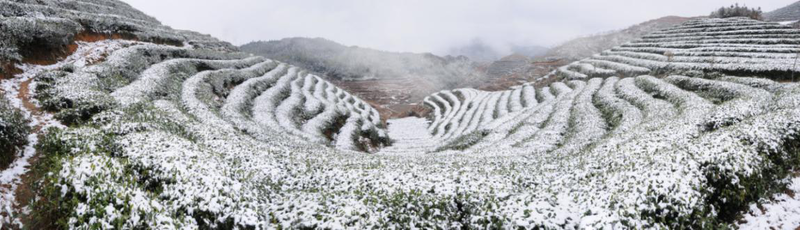 【闽东茶乡专题 县域栏目】【茶业 列表】寿宁高山茶：云生雾养 硒锌呵护