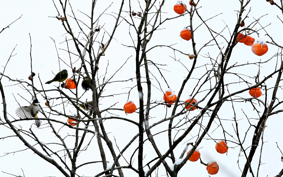 湖北保康：冬日鸟雀“闹柿”俏枝头