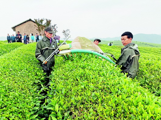 （中首）贵州安顺：生态茶畅销国内外
