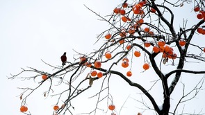 湖北保康：冬日鸟雀“闹柿”俏枝头