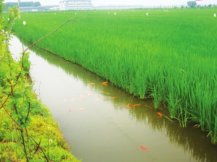 稻苗茁壮蟹鱼肥——吉林省稻渔综合种养模式带来经济生态双效益纪实