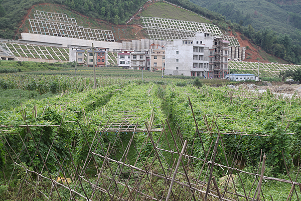 广西凌云县“种菜大户”陆文球：幸福生活是干出来的