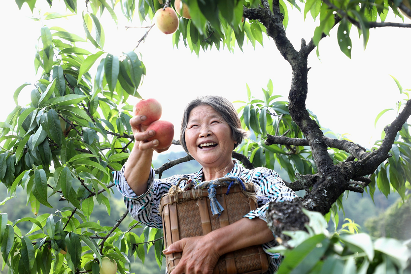 安徽歙县:旺村桃李喜丰收