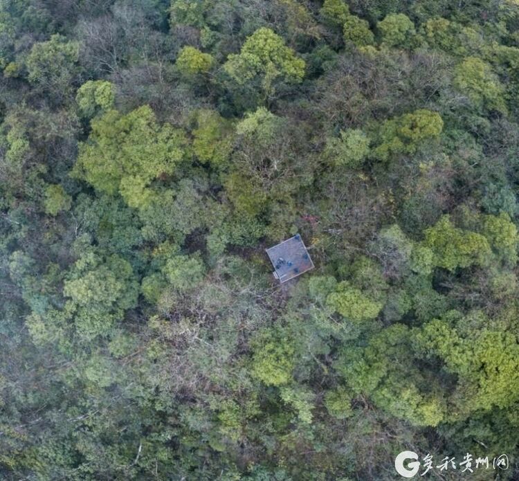 （中首）贵州首个森林生态系统大样地生物多样性调查在茂兰开启