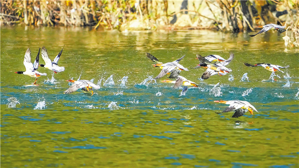 湖北:野生植物保护良好 野生动物数量增长_fororder_01
