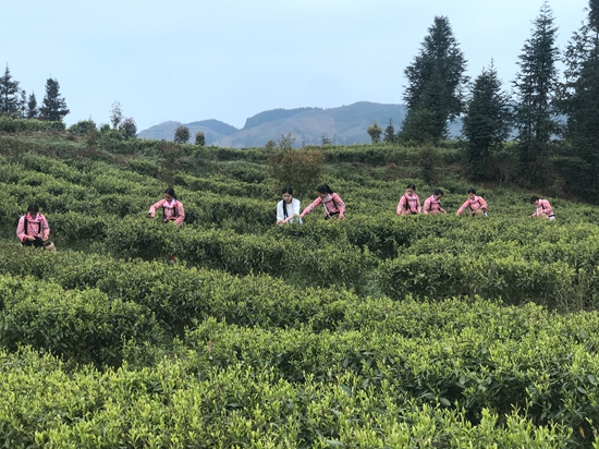 贵州六枝：实现产业集群发展 助推产业扶贫上新台阶