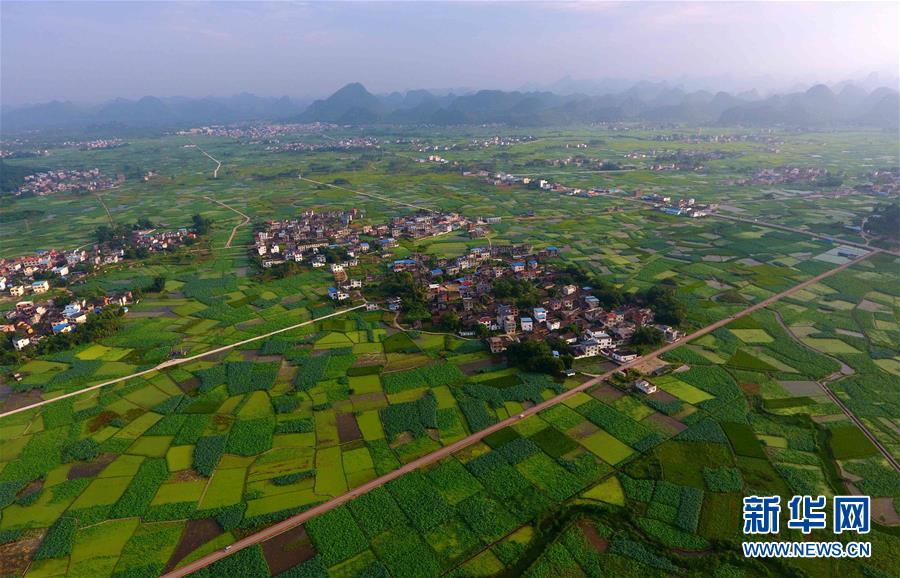 广西柳州：打造美丽荷塘 助力乡村脱贫