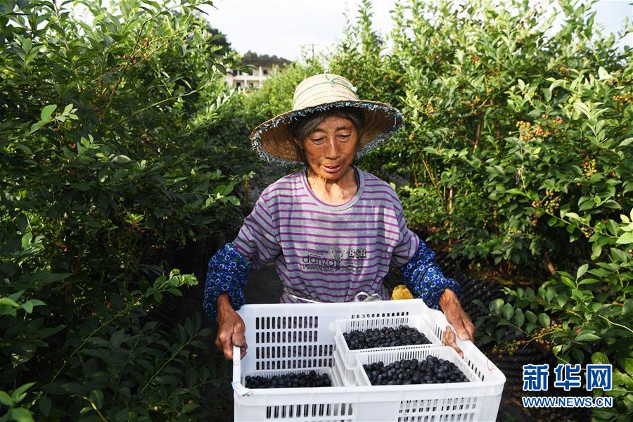 重庆南川：蓝莓产业助力乡村振兴