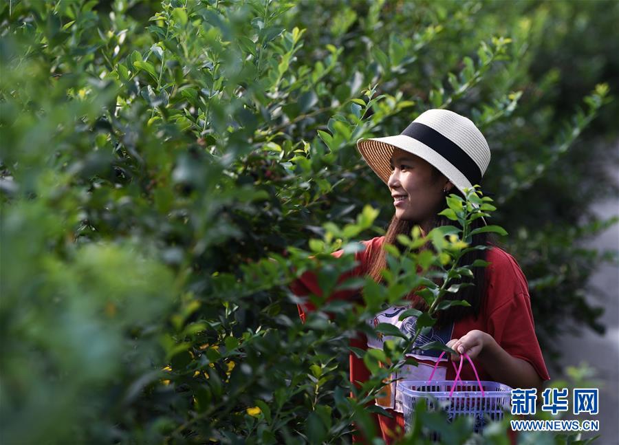 重庆南川：蓝莓产业助力乡村振兴