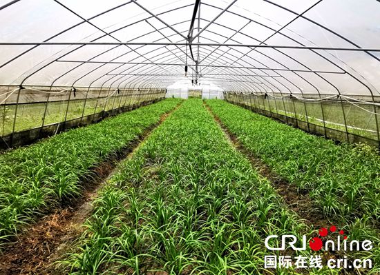 贵州大方：韭菜产业助农增收