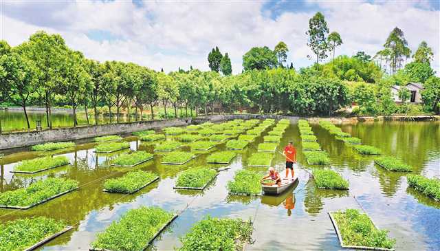 【城市遠洋】【焦點圖】【區縣】重慶大足區：魚菜共生 一水雙收