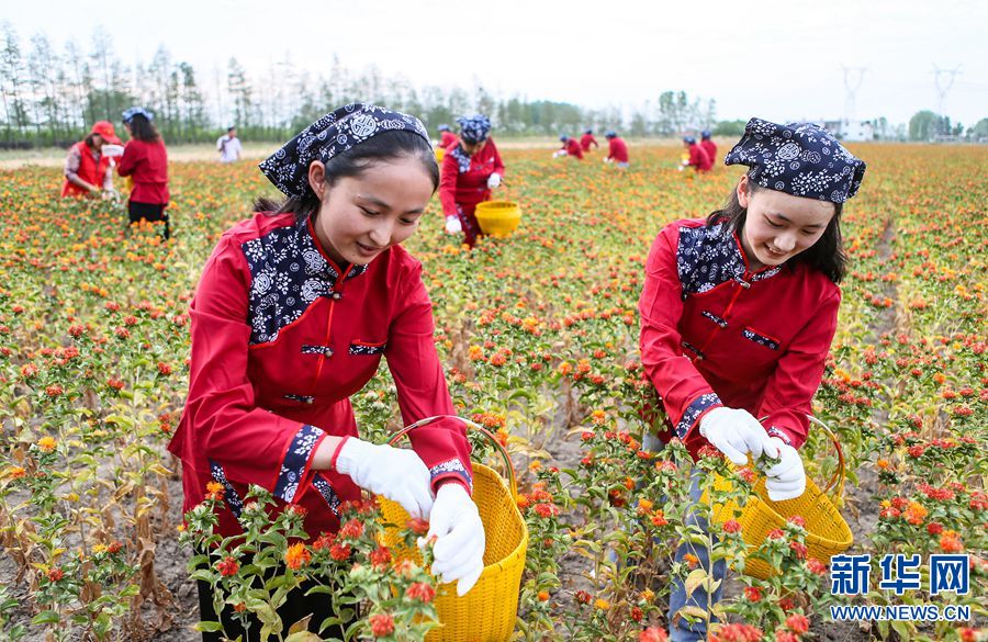 6月7日,河南省正阳县,一家种植专业合作社的农民在采收草红花.