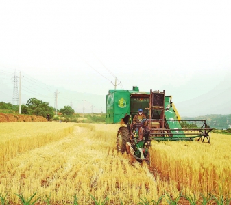 山西省803万亩小麦丰收在望