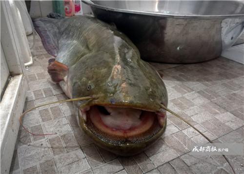 男子钓起长1.2米重28斤大鲶鱼 僵持近半小时