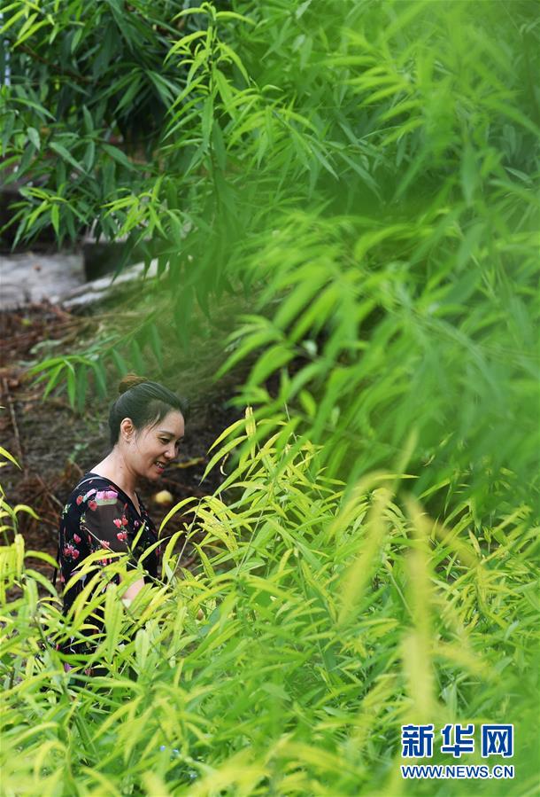 重庆巴南：盛夏时节香桃熟