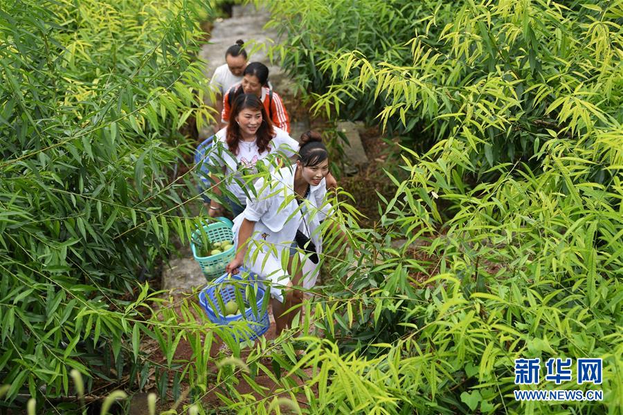 重庆巴南：盛夏时节香桃熟