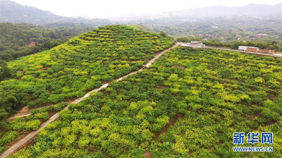 重庆巴南：盛夏时节香桃熟