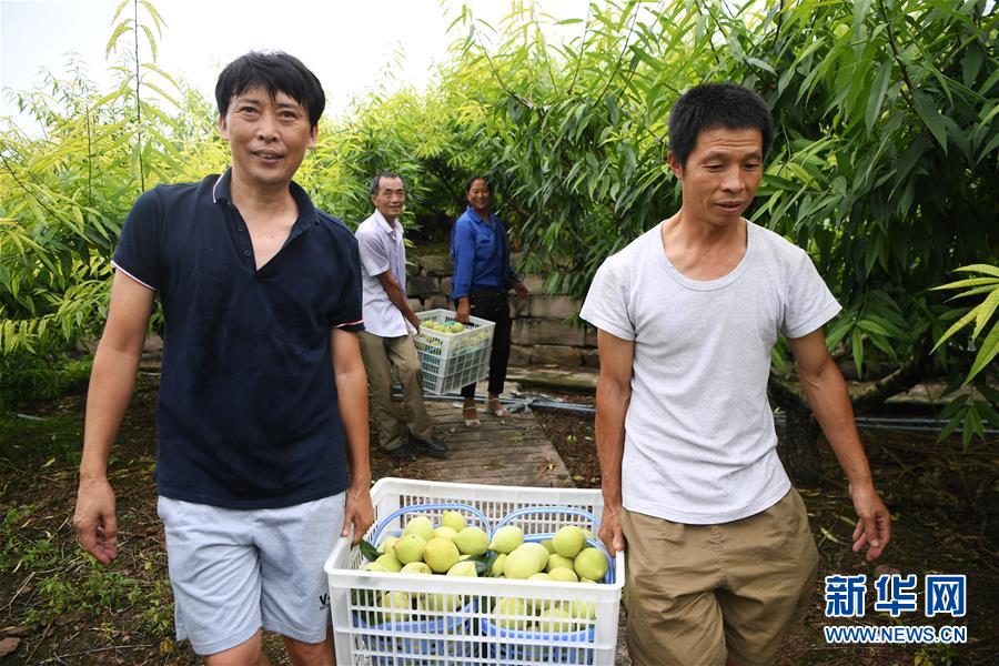 重庆巴南：盛夏时节香桃熟