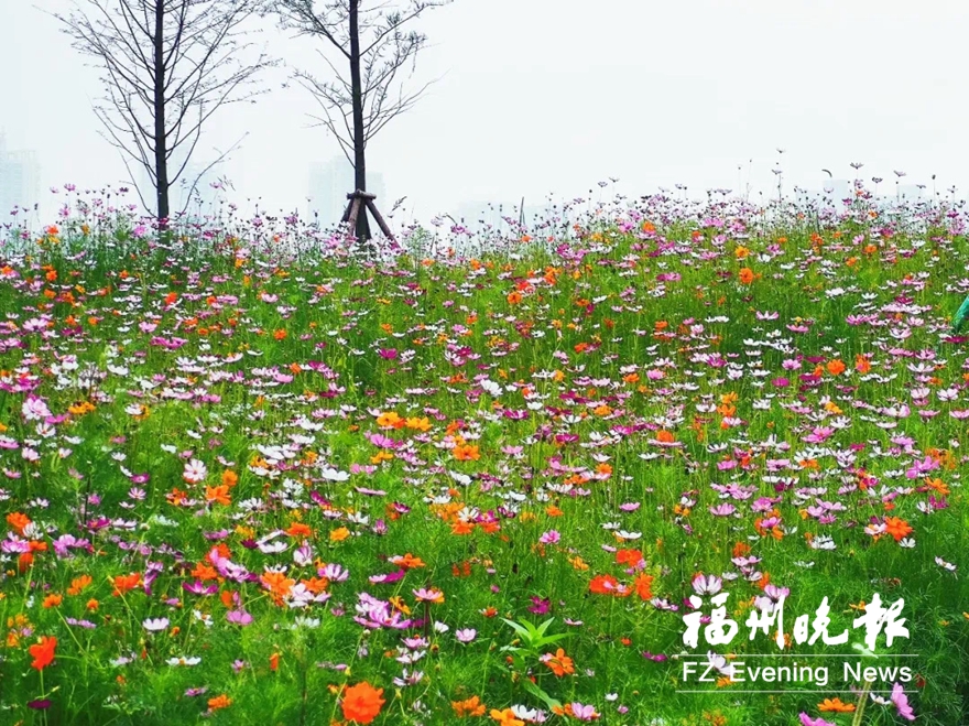 福州乌龙江西岸 波斯菊怒放