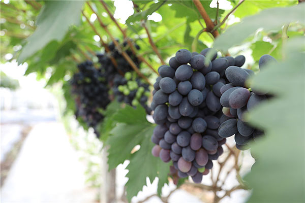 图片默认标题_fororder_1