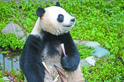 “春俏”是个吃货 “胖妞”喜欢爬树 熊猫“姐妹花”武汉安家