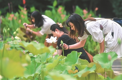 （头条下文字 移动版）南京中山植物园上百品种荷花竞相绽放