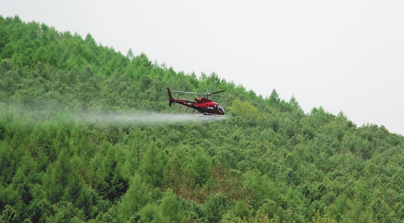 八面通首次启用直升机防治森林病虫害