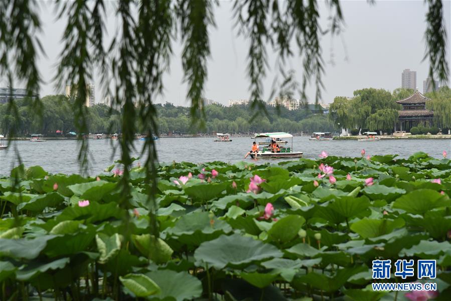 济南大明湖荷花美