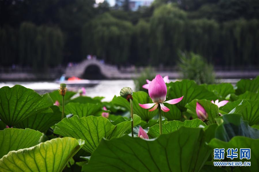 济南大明湖荷花美